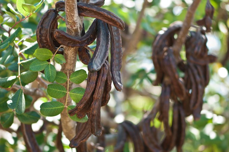 What Is Locust Bean Gum